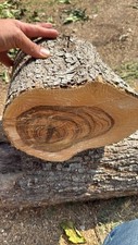 Tronco ulivo lavori usato  Rodi Garganico