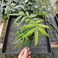 Monstera subpinnata exact for sale  USA