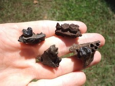 Raccoon skull jaw for sale  Tallahassee