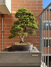 Bonsai ginepro itoigawa usato  Jesi