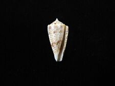 Sea shell conus d'occasion  Expédié en Belgium