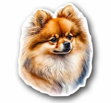 Pomeranian dog 4.6 for sale  Grove City
