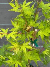 Acer palmatum winter for sale  Mount Pleasant