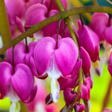 Dicentra gold heart for sale  UK