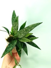 Hoya parviflora splash usato  Massa di Somma