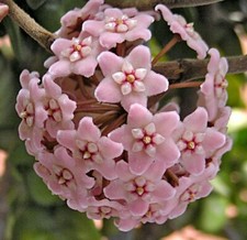 Hoya hindu rope for sale  Menifee