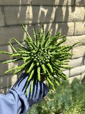 Euphorbia flanaganii medusa for sale  Garden Grove
