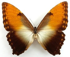 Morpho mhecuba bidonus gebraucht kaufen  München