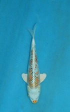 Kujaku koi carp for sale  Estill