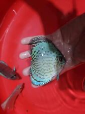 Cobalt green discus for sale  San Jose