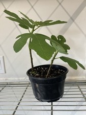 Florea michurinska live for sale  Denver