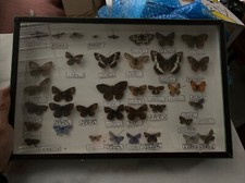 Ancienne boite entomologie d'occasion Ancienne boite entomologie d'occasion  Aix-les-Bains