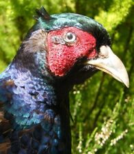 Wall mounted melanistic for sale  EXETER