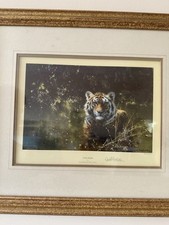 Cool tiger david for sale  HEMEL HEMPSTEAD