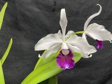 Purpurata cattleya orchid for sale  Linwood