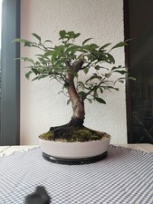 Bonsai utdoor trauben gebraucht kaufen  Friesoythe