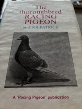 Thoroughbred racing pigeon for sale  OSWESTRY