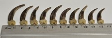 Tierpräparat tierschädel dac gebraucht kaufen  Lindlar