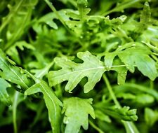 Wild rocket salad for sale  DEWSBURY