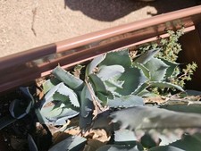 Agave potatorum pup for sale  Altadena