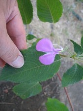Impatiens apiculata for sale  San Francisco