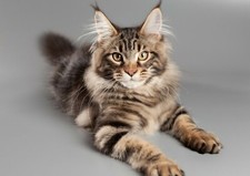 Beautiful maine coon for sale  SELBY