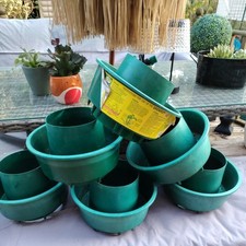 Plant halos tomato for sale  HORSHAM