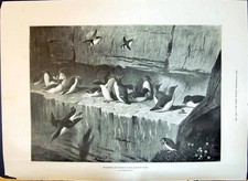 Old print 1897 for sale  UK