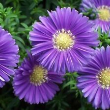 Aster sapphire blue for sale  ADDLESTONE