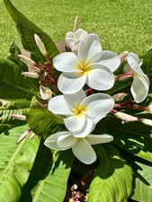 Fragrant white plumeria for sale  Garden Grove