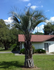 tall trees palm for sale tall trees palm for sale Ocala