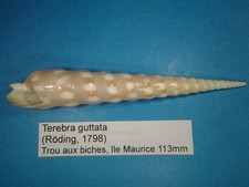 Terebra guttata coquillage d'occasion  Conty