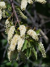 Sementes de Chokecherry Prunus Virginiana 15 frutas frescas resistentes e árvore paisagística comprar usado  Enviando para Brazil