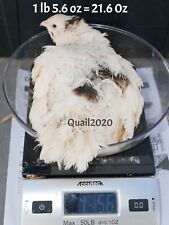 Super giant white for sale  Columbus