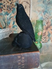 Black bird raven for sale  NEWTOWNARDS