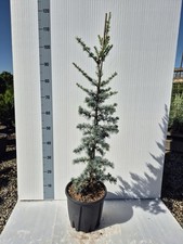 Cedrus atlantica glauca usato Cedrus atlantica glauca usato  Pistoia