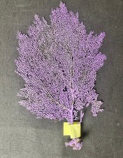 Gorgone violette naturelle d'occasion  Béziers