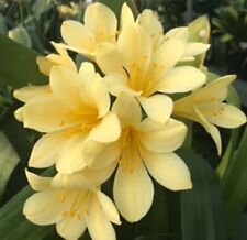 Clivia miniata mature for sale  MEXBOROUGH