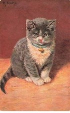 Animals cat wearing d'occasion  Expédié en Belgium