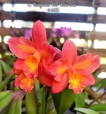 Rare cattleya tangerine for sale  HALSTEAD