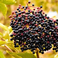 Sambuco sampo una usato  Spedire a Italy