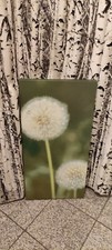 Leinwandbild pusteblume grünt gebraucht kaufen  Möttingen