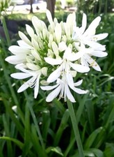 White lily nile for sale  Trabuco Canyon