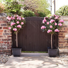 Oleander pink emilie for sale  PETERBOROUGH