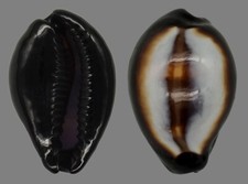 Coquillage collection cypraea d'occasion  Lyon VI