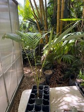 Archontophoenix purpurea palm for sale  Port Saint Lucie