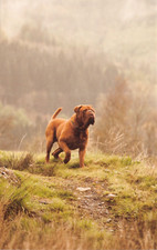 Dog postcard dogue for sale Dog postcard dogue for sale  ROCHESTER