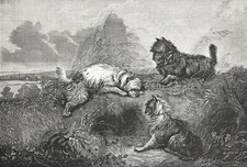 Caça Dog Cairn Terriers e West Highland Terrier, grande estampa antiga da década de 1870, usado comprar usado  Enviando para Brazil