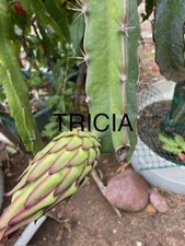 Dragon fruit cuts for sale  San Diego