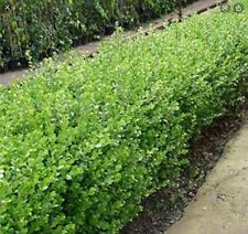 Buxus box hedging for sale  Shipping to Ireland